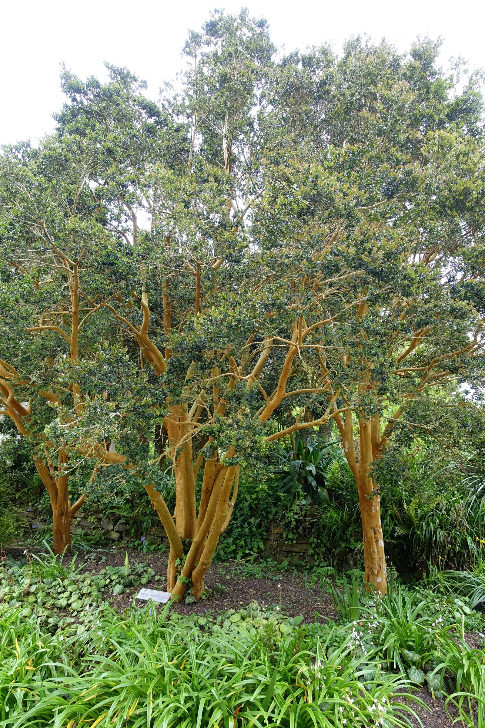Chilean Myrtle (Luma Apiculata) — Its striking, exfoliating cinnamon-brown bark adds year-round interest
