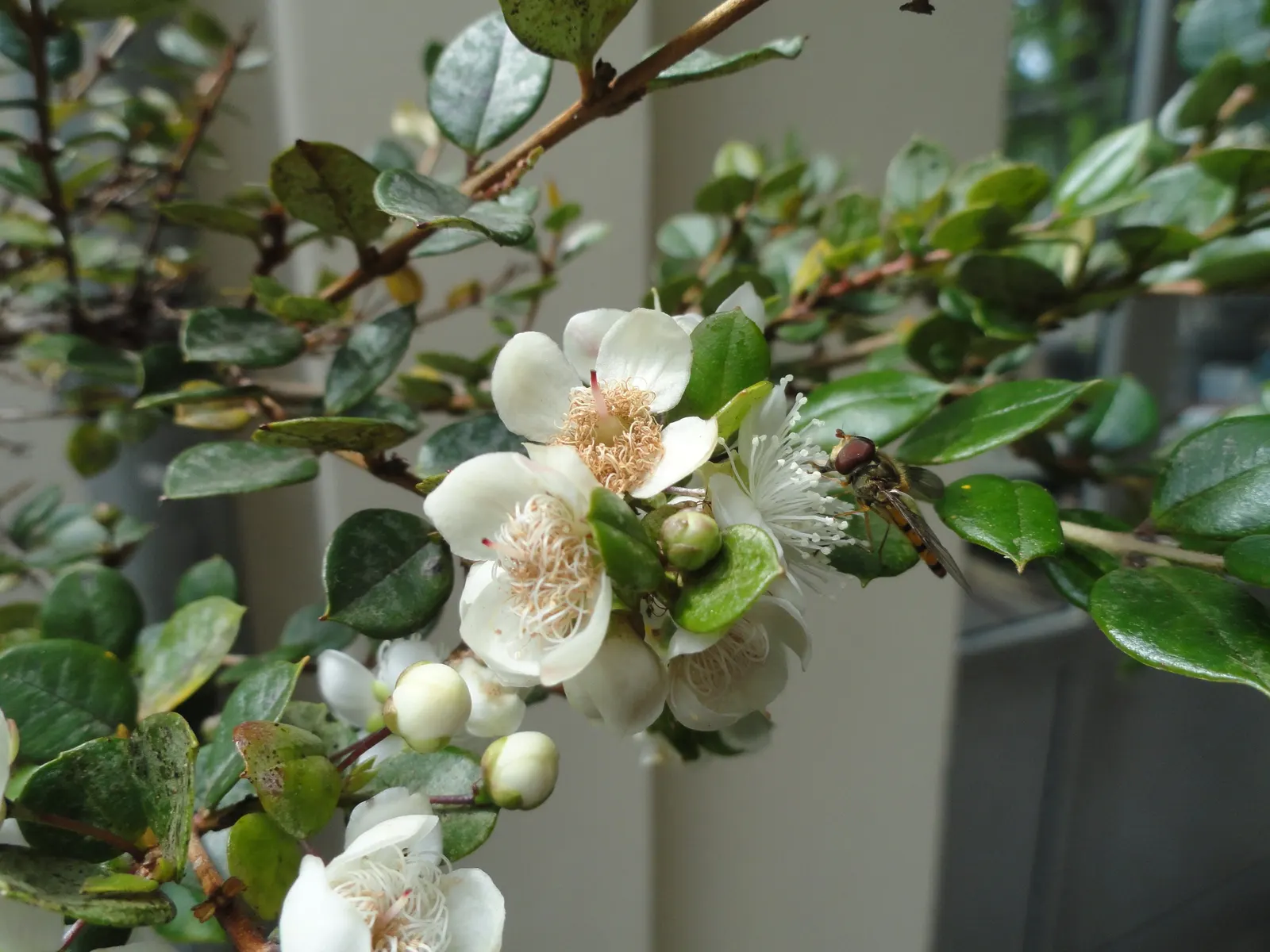 Chilean Myrtle (Luma Apiculata) — Following the floral display; its striking, exfoliating cinnamon-brown bark adds year-round interest