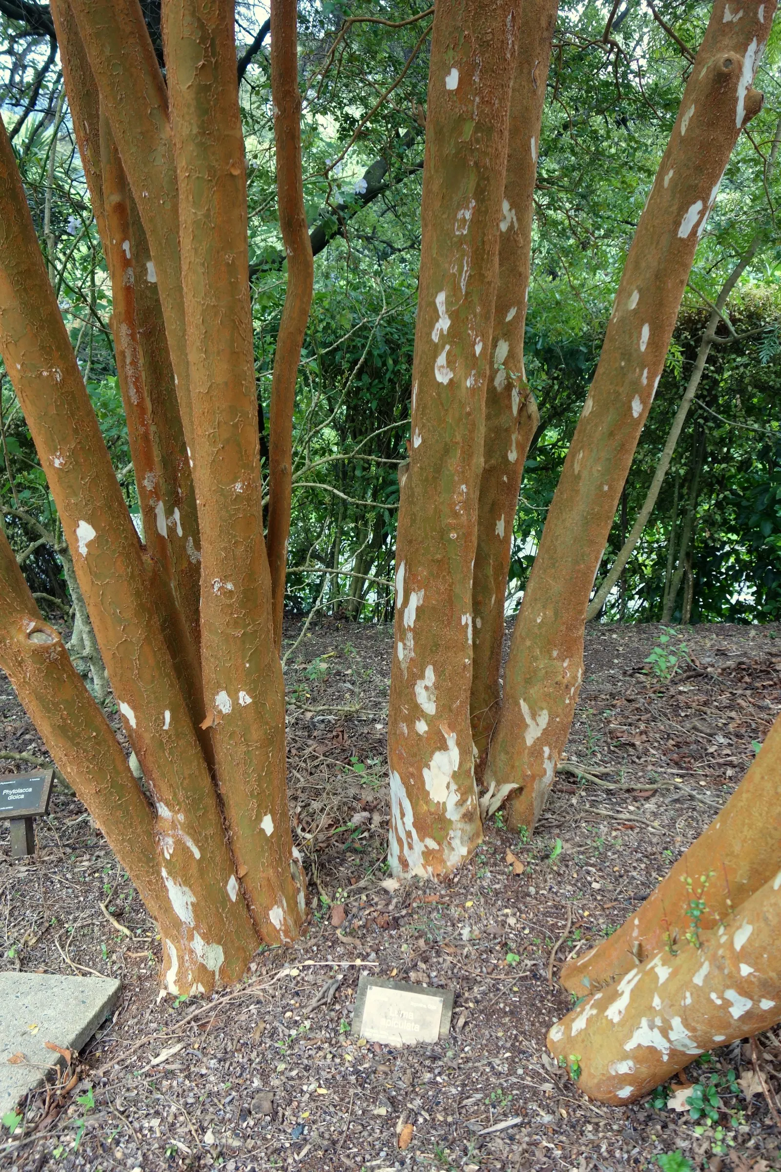 Chilean Myrtle (Luma Apiculata) — purple-black berries appear; this plant boasts a stunning multi-stemmed habit