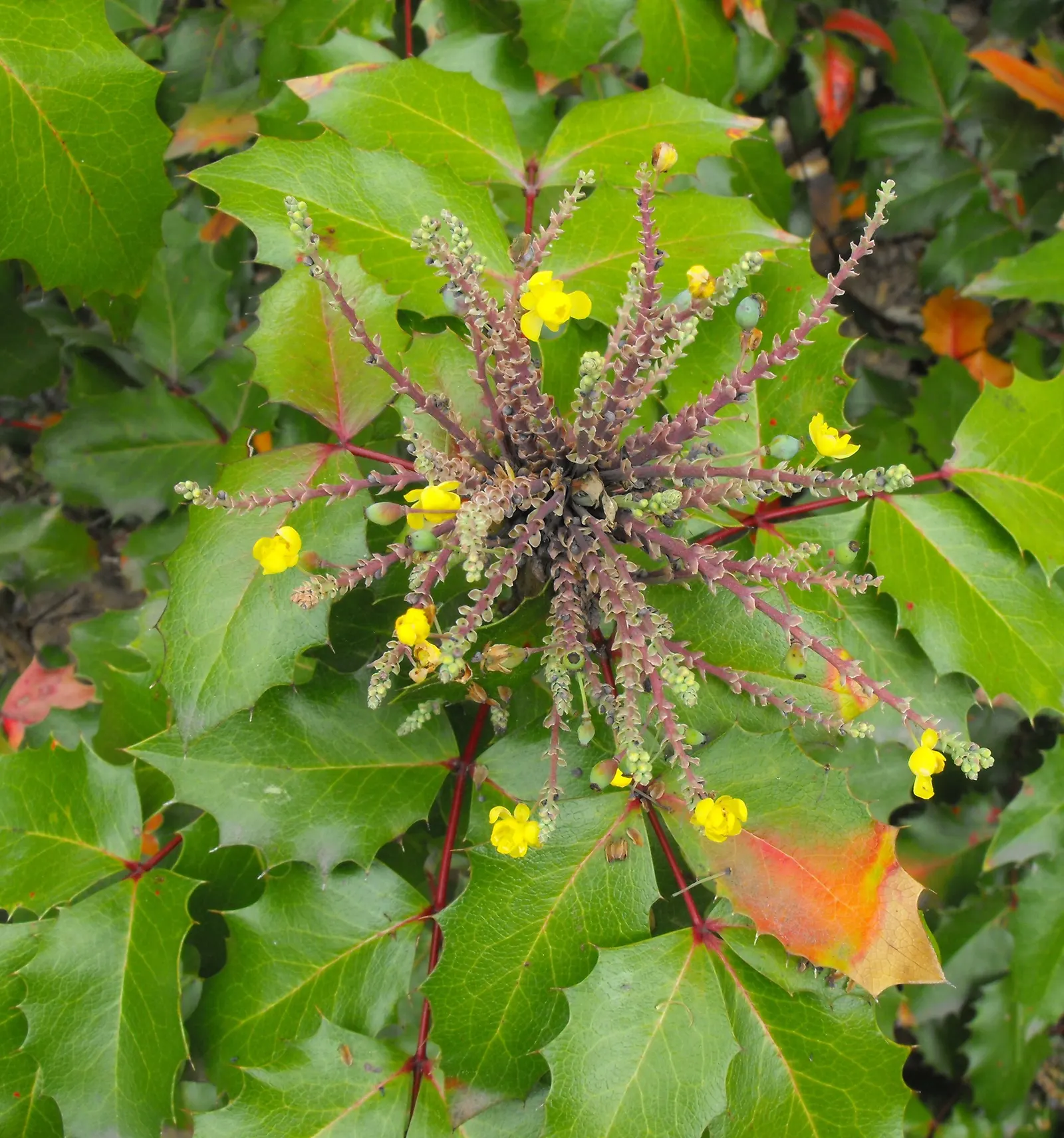 Golden Abundance Mahonia (Mahonia 'Golden Abundance') — golden-yellow flower clusters in late winter to early spring