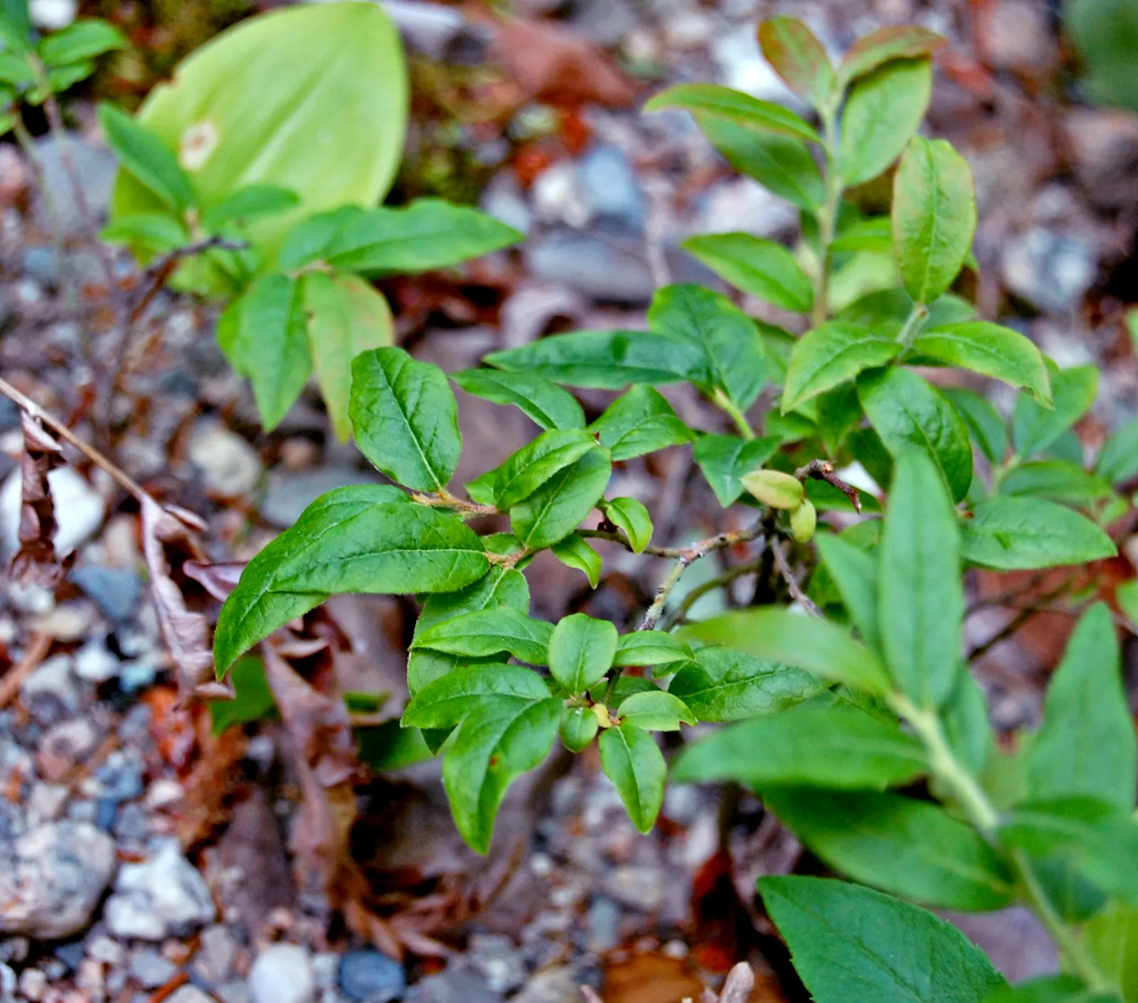 Lowbush Blueberry (Vaccinium Angustifolium) — is a hardy and versatile deciduous shrub native to northeastern North America