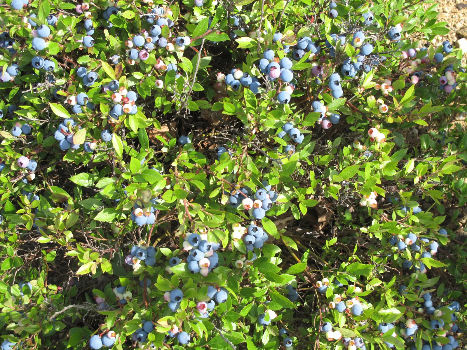 Lowbush Blueberry (Vaccinium Angustifolium) — glossy leaves that transform into a stunning array of reds and purples come fall