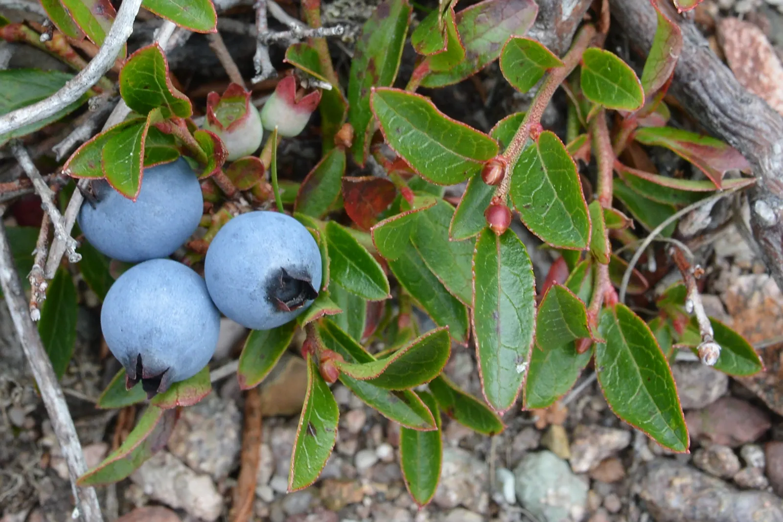 Lowbush Blueberry (Vaccinium Angustifolium) — edible berries attract wildlife; vaccinium angustifolium is a robust addition that will provide, image 62