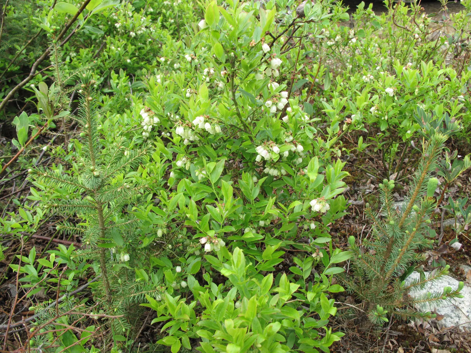 Lowbush Blueberry (Vaccinium Angustifolium) — bell-shaped flowers in hues of white and pale pink