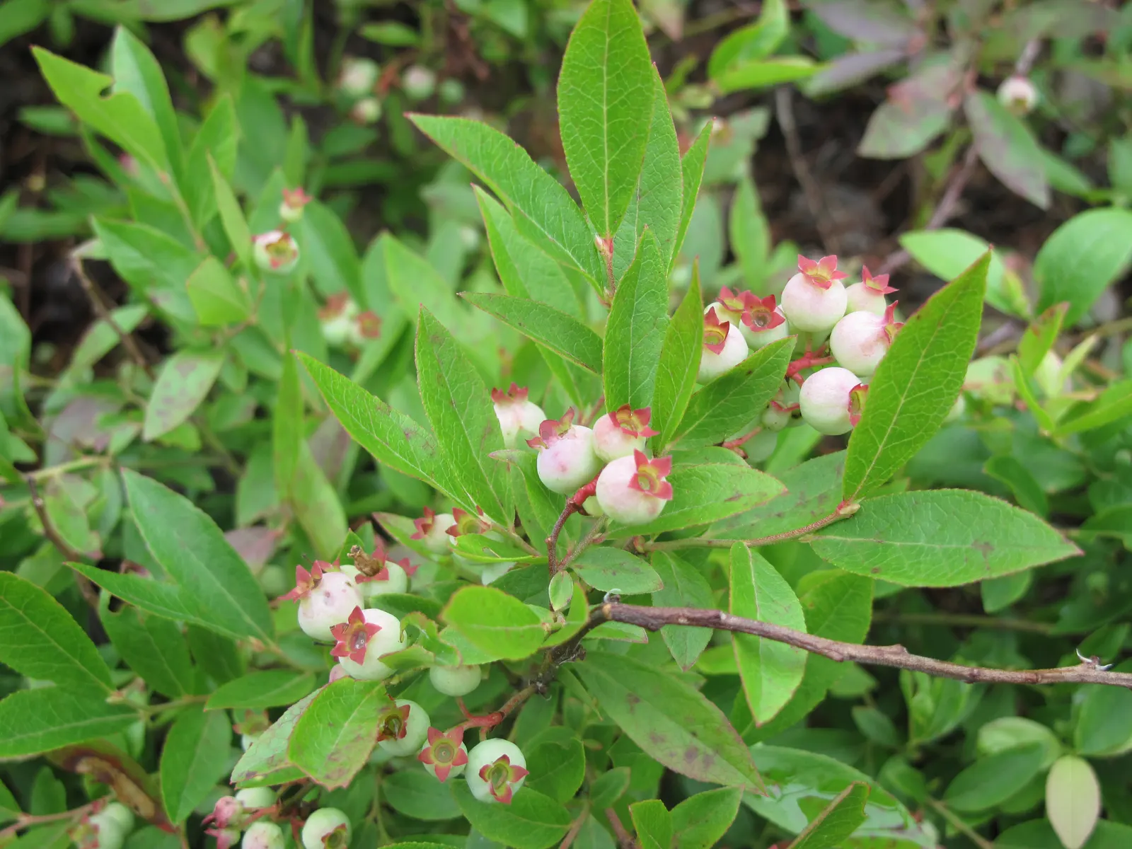Lowbush Blueberry (Vaccinium Angustifolium) — shrub for half; and a harvestable crop for the delighted client