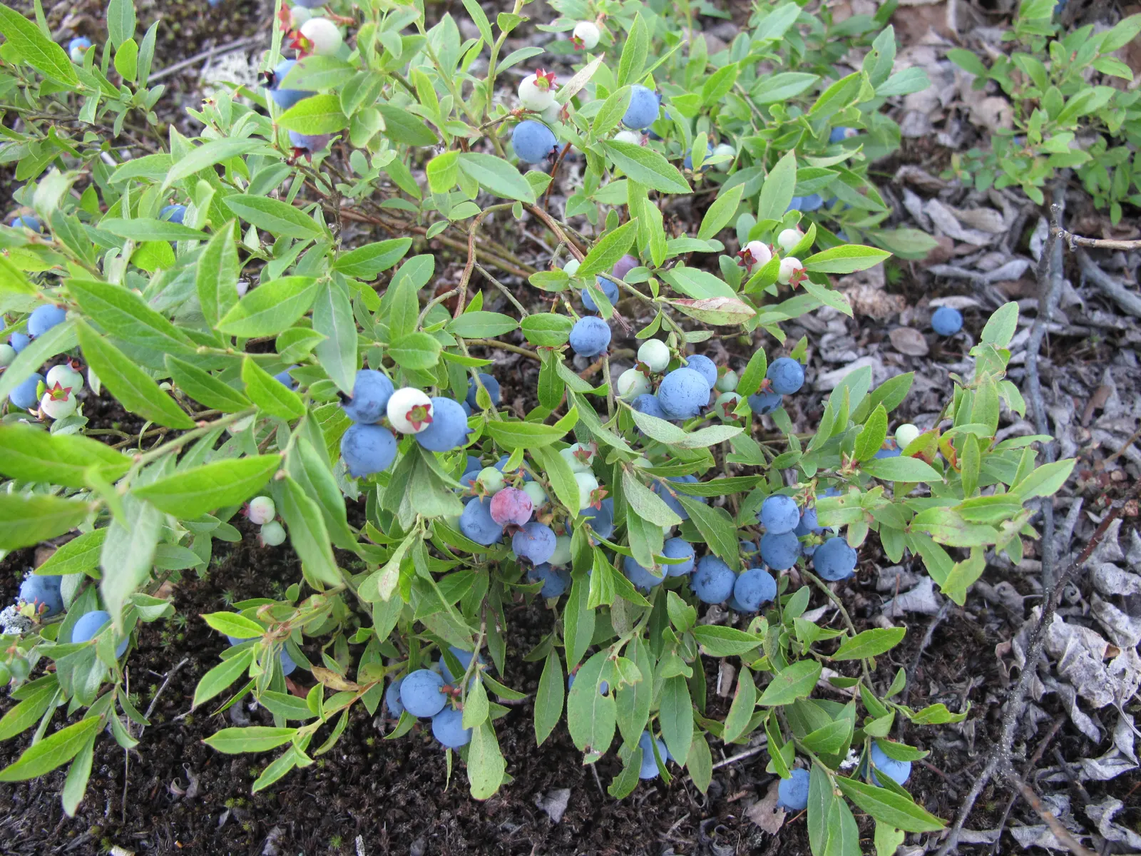 Lowbush Blueberry (Vaccinium Angustifolium) — exhibiting a preference for full to partial sun exposure and acidic
