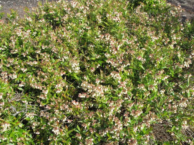 Lowbush Blueberry (Vaccinium Angustifolium) — edible berries attract wildlife