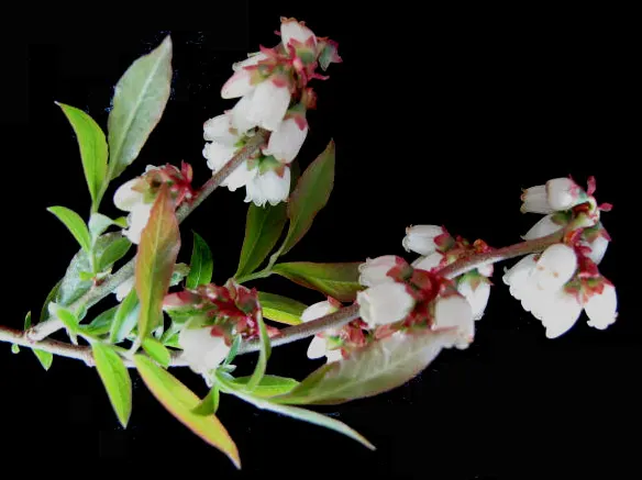 Lowbush Blueberry (Vaccinium Angustifolium) — creating a captivating display in any garden.<br><br>During the spring, image 44