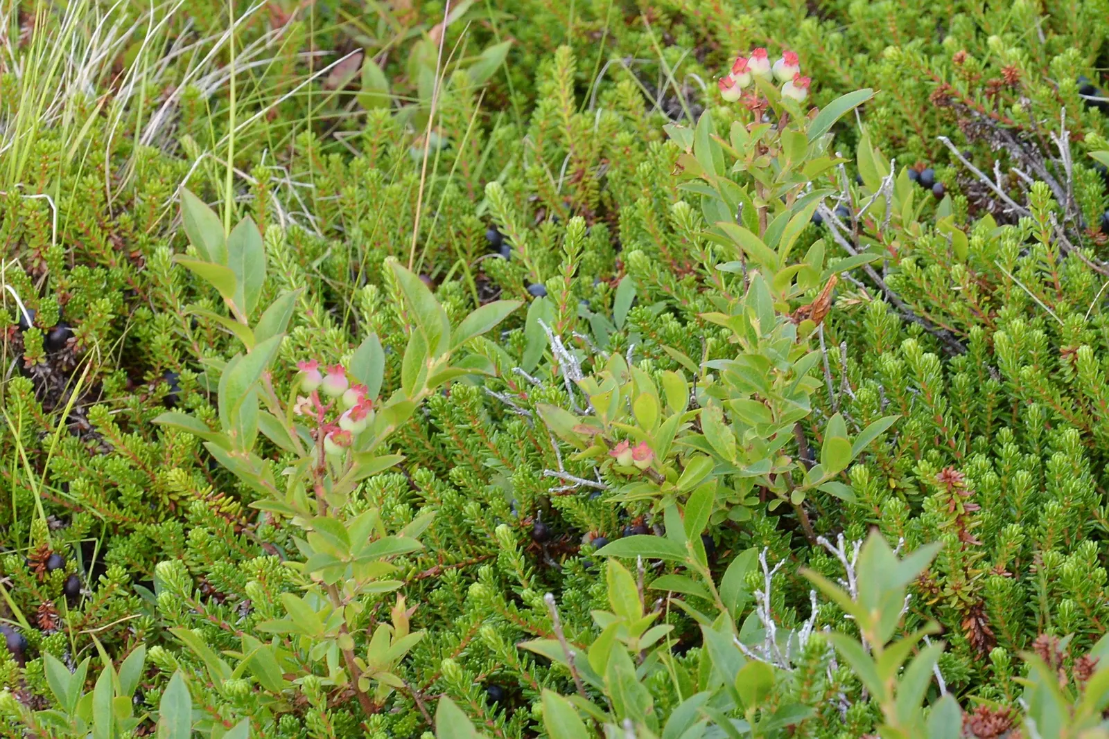 Lowbush Blueberry (Vaccinium Angustifolium) — Vaccinium angustifolium is a robust addition that will provide visual interest; white flowers in the garden