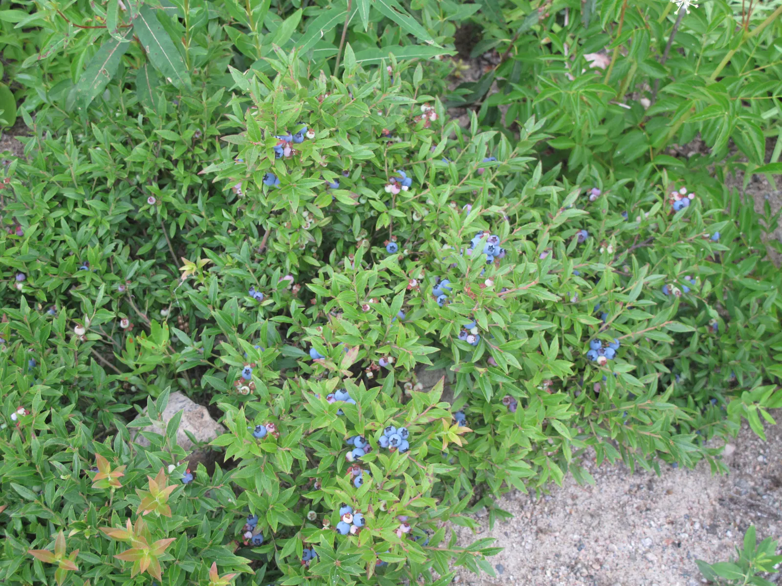 Lowbush Blueberry (Vaccinium Angustifolium) — Its manageable size and spreading nature make it an excellent choice for mass plantings