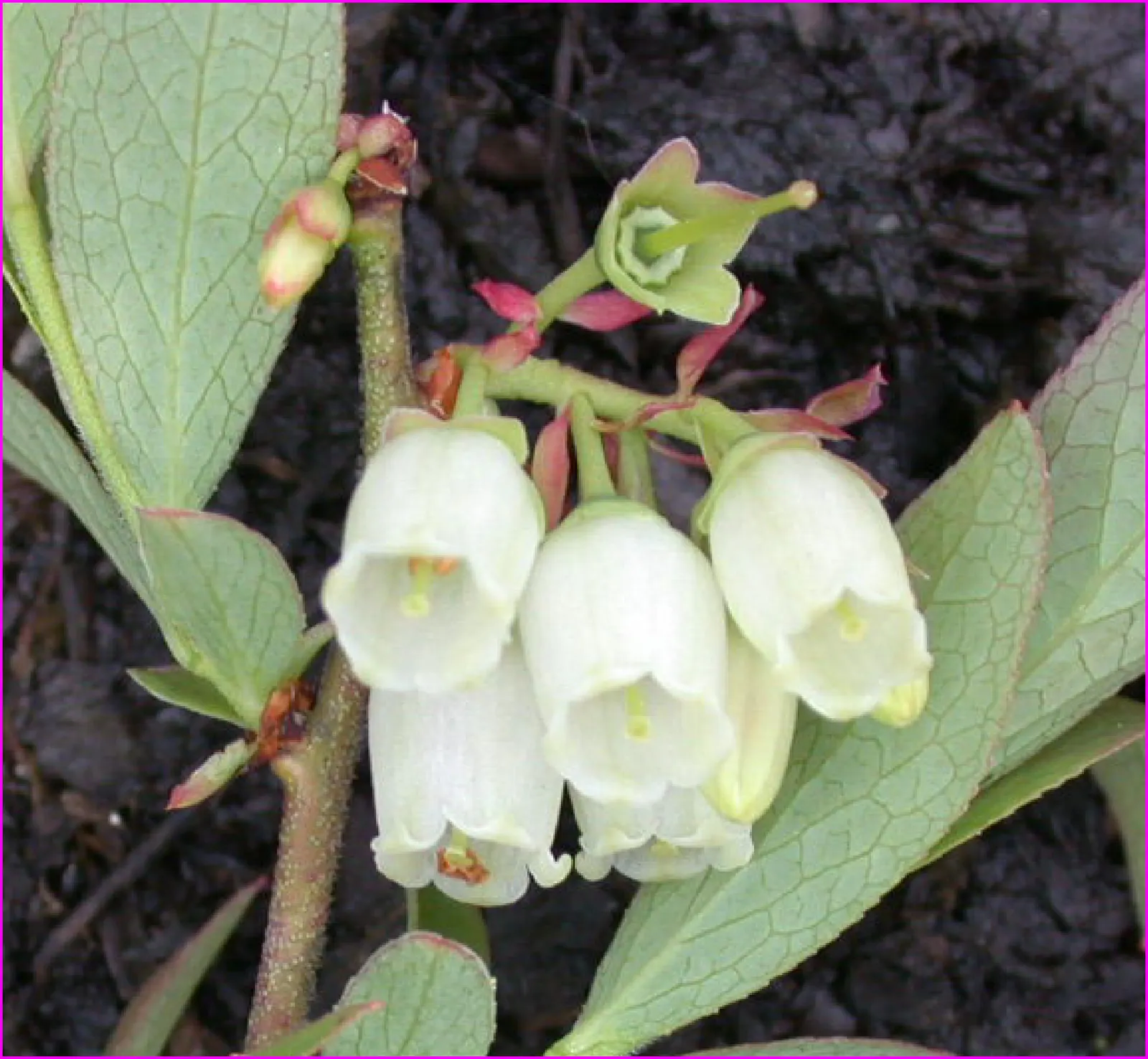 Lowbush Blueberry (Vaccinium Angustifolium) — is a hardy and versatile deciduous shrub native to northeastern North America; and even container