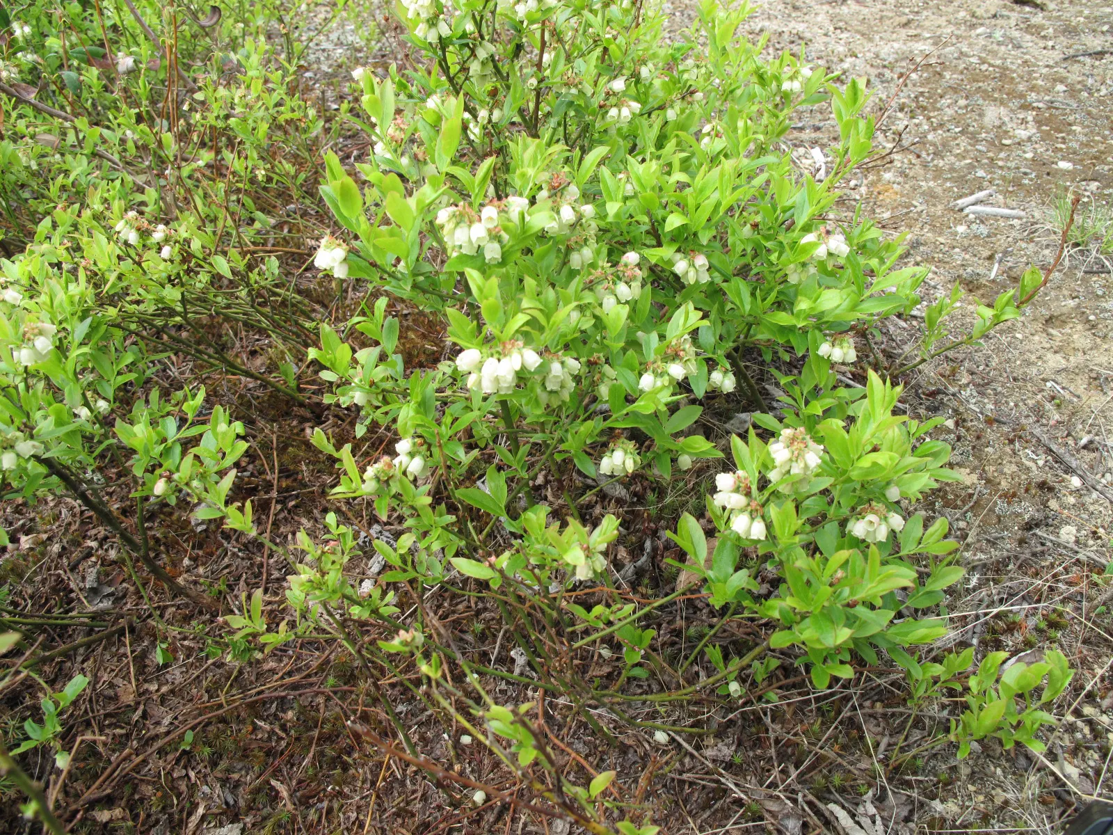 Lowbush Blueberry (Vaccinium Angustifolium) — The plant's fine-textured foliage adds to its visual appeal
