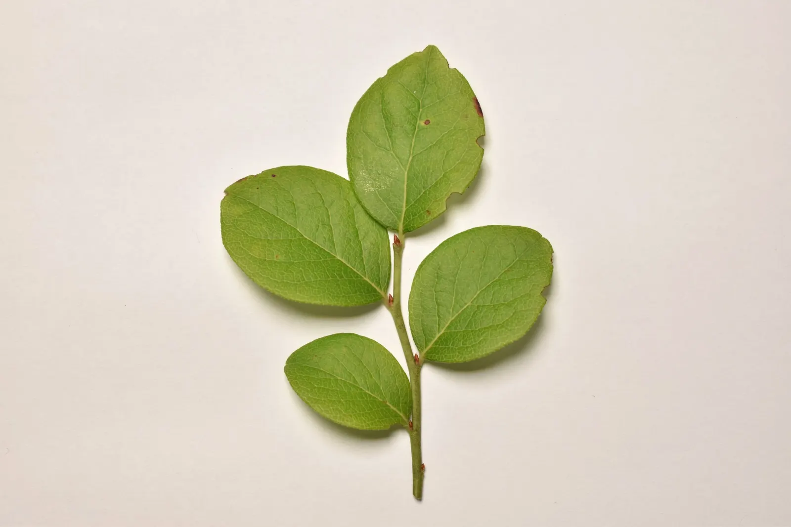Lowbush Blueberry (Vaccinium Angustifolium) — The Lowbush Blueberry, Vaccinium angustifolium, thrives in USDA zones 2-6, enjoying acidic, image 59