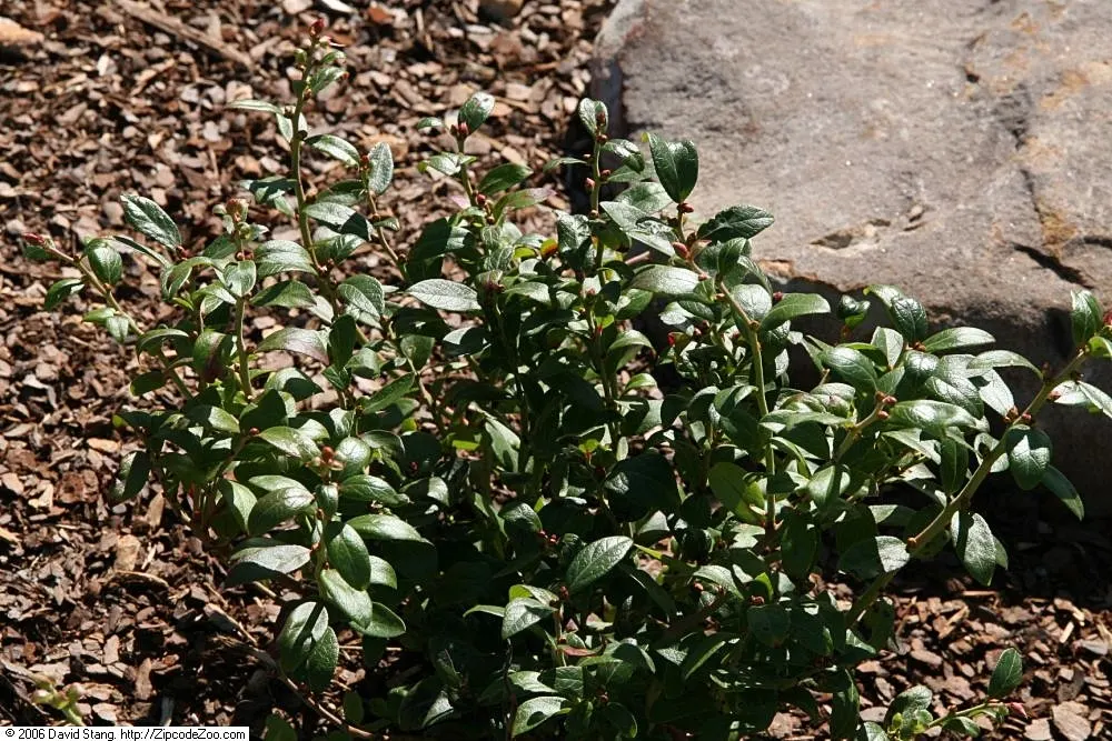 Lowbush Blueberry (Vaccinium Angustifolium) — These flowers eventually give way to a bountiful crop of sweet; scientifically named Vaccinium angustifolium