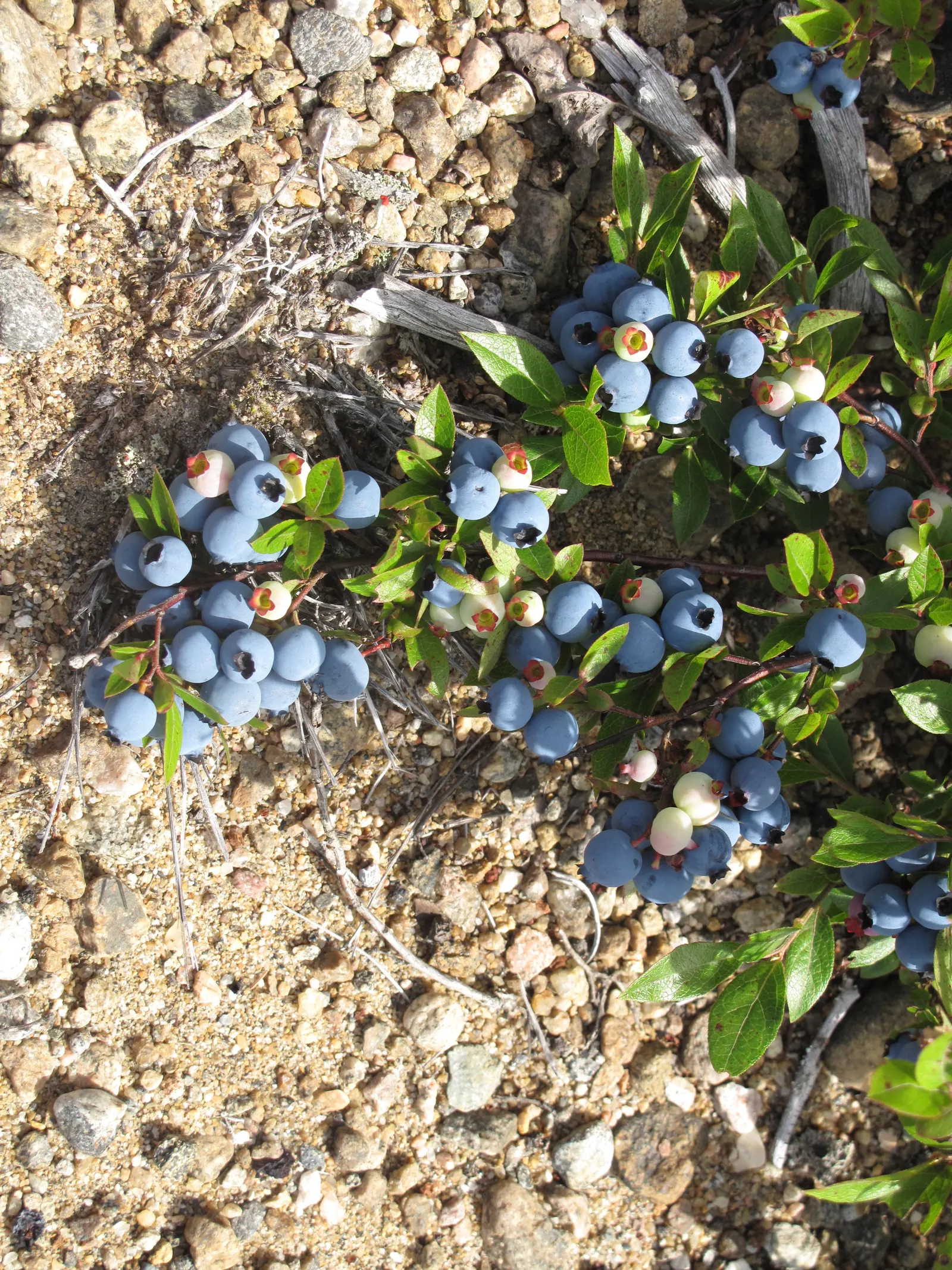 Lowbush Blueberry (Vaccinium Angustifolium) — which achieve a subtle yet alluring contrast against the backdrop of green leaves
