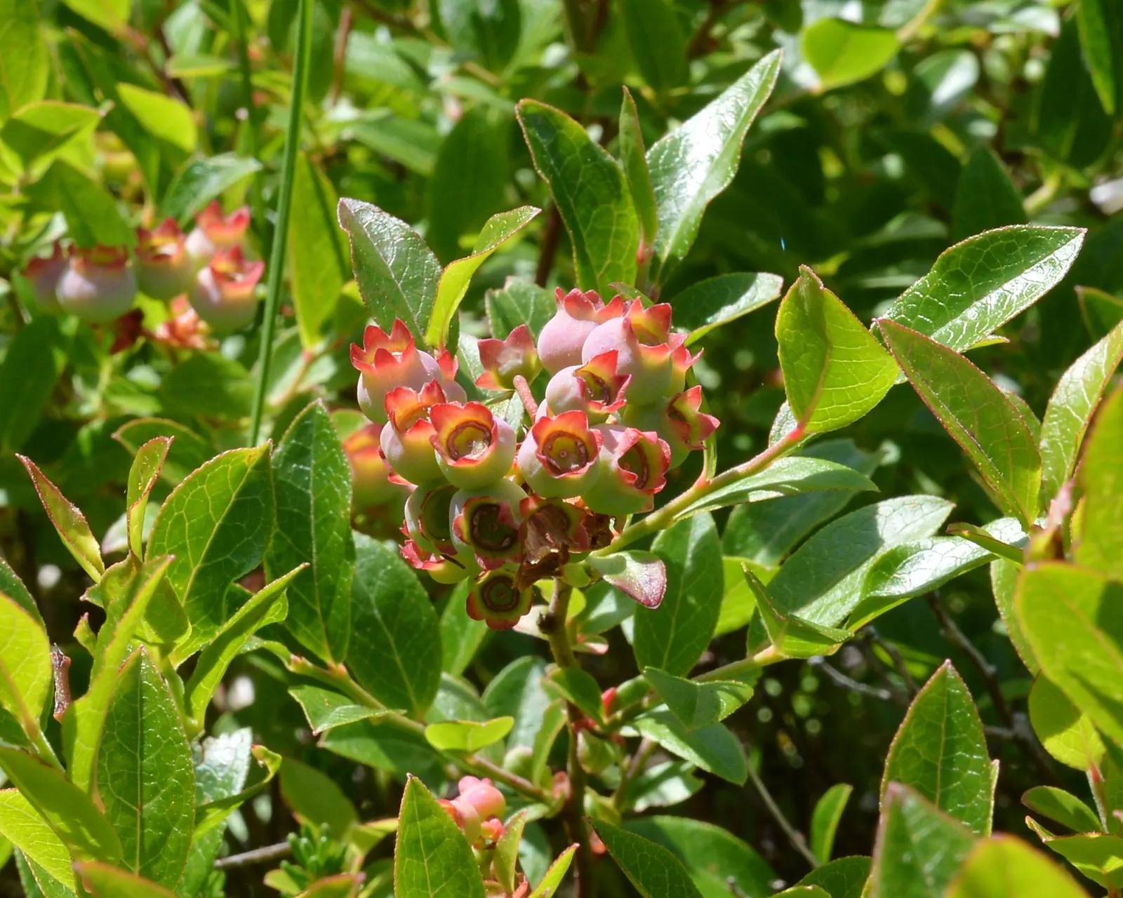 Lowbush Blueberry (Vaccinium Angustifolium) — and a harvestable crop for the delighted client
