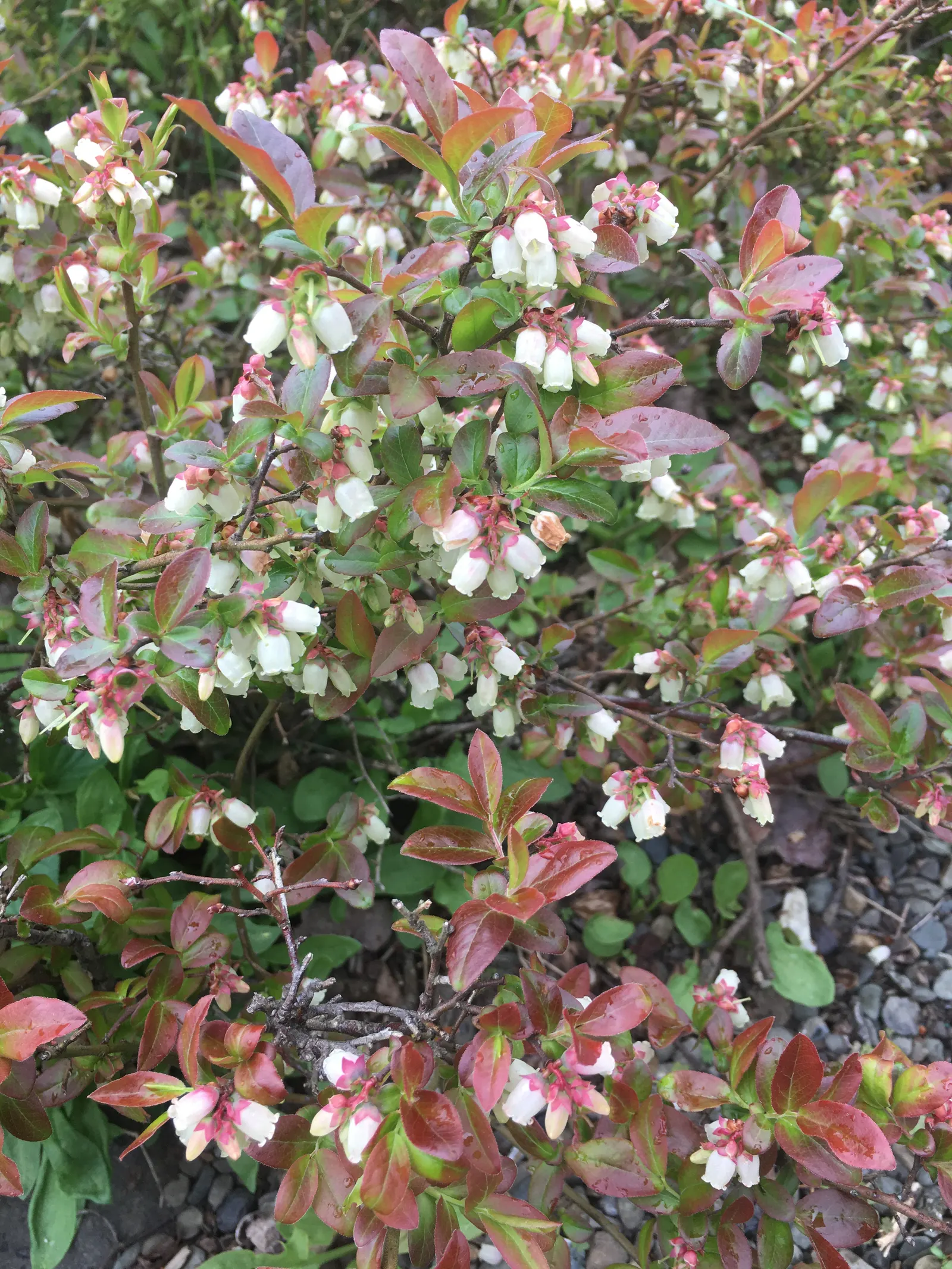 Lowbush Blueberry (Vaccinium Angustifolium) — Full sun to partial shade ensures a bountiful harvest