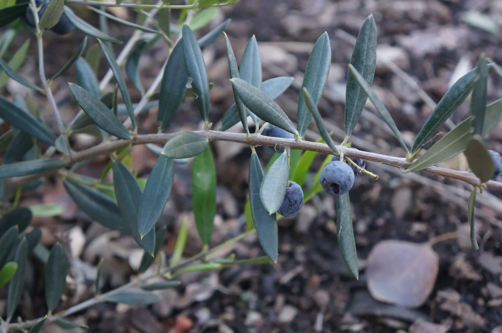 Lowbush Blueberry (Vaccinium Angustifolium) — and even container gardening.<br><br>Given its numerous attributes; offering a dual-purpose benefit of both