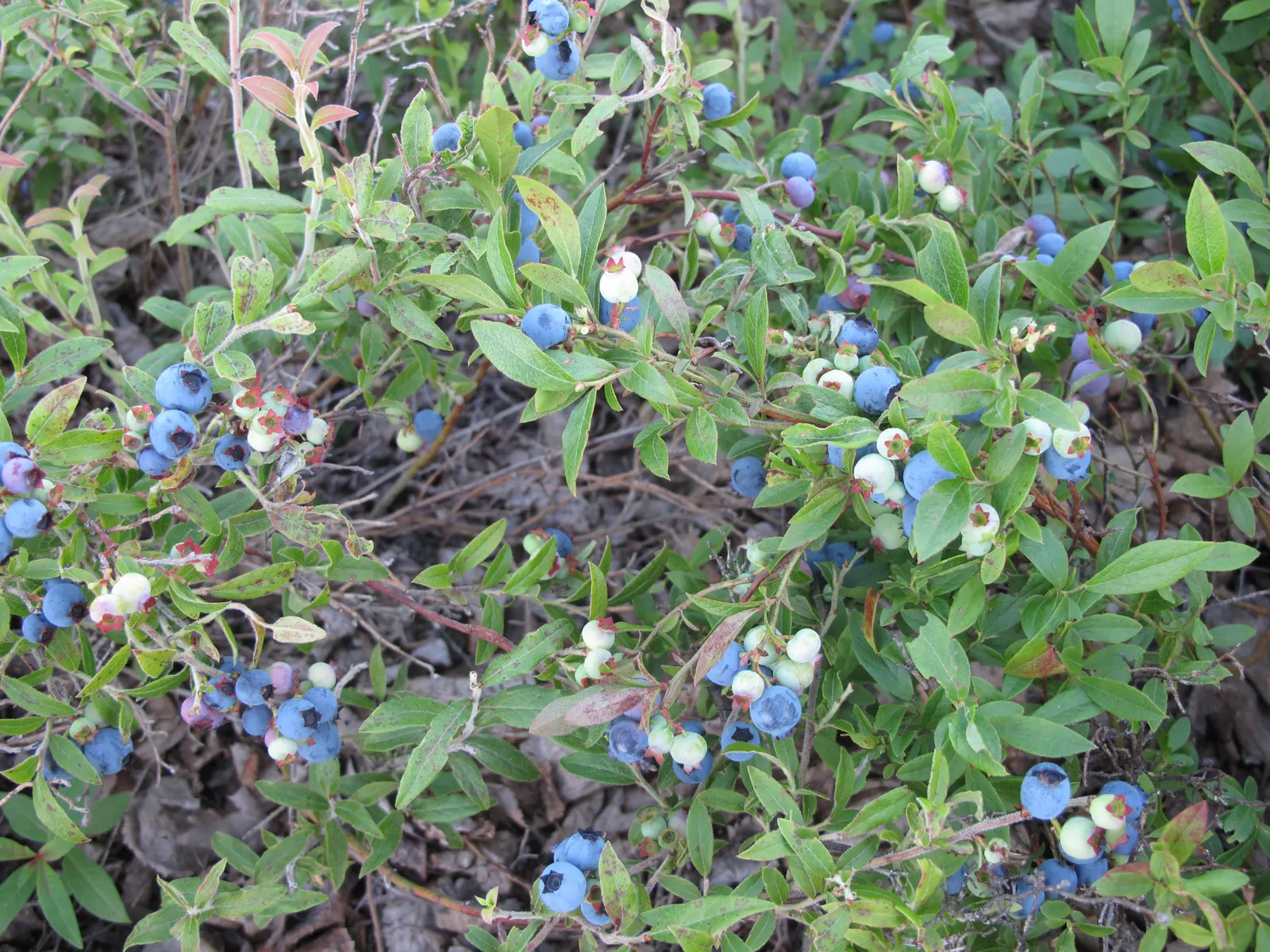 Lowbush Blueberry (Vaccinium Angustifolium) — edible berries by midsummer; glossy leaves that transform into a stunning array of reds and purples come fall