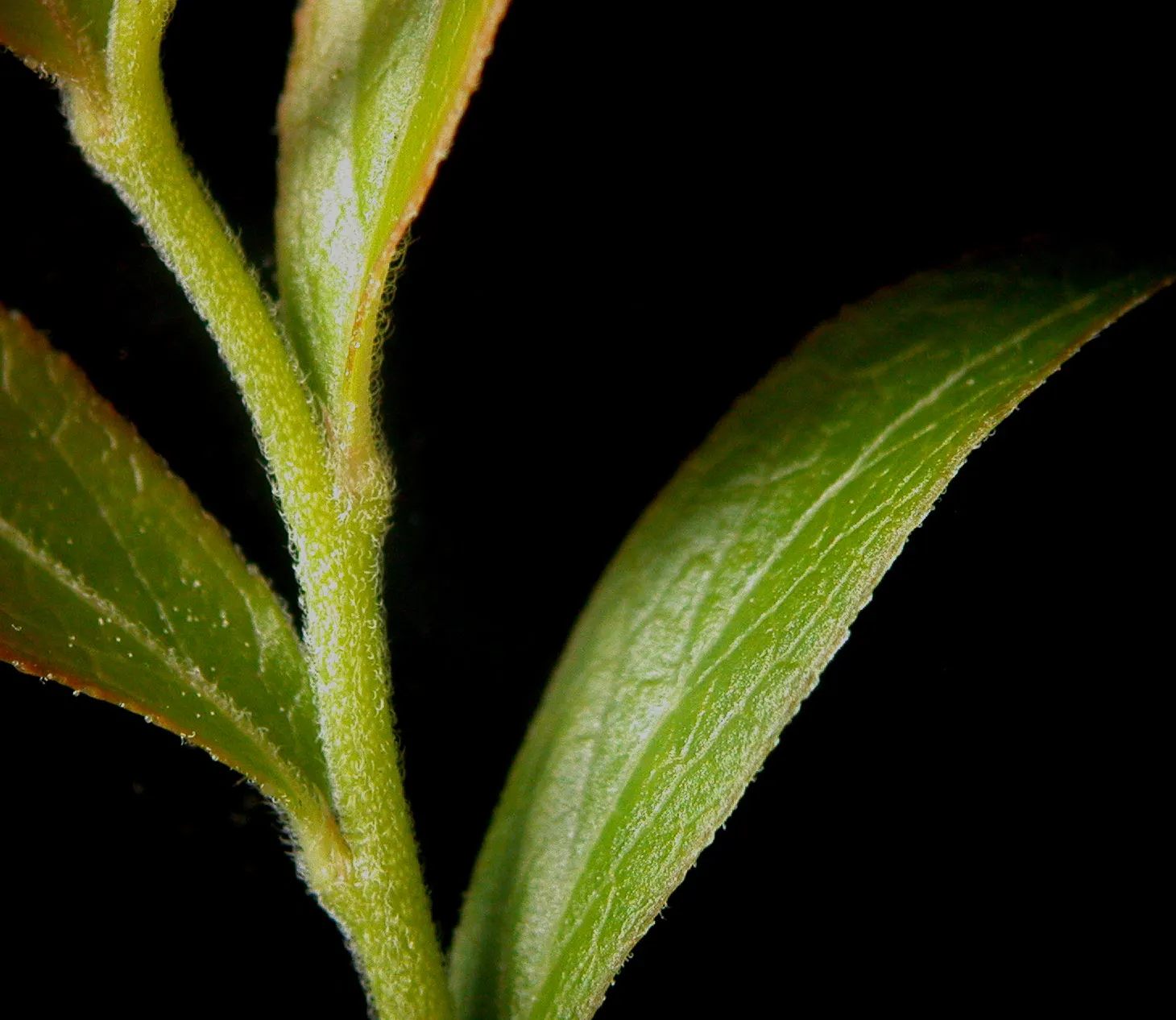 Lowbush Blueberry (Vaccinium Angustifolium) — promoting biodiversity in the garden