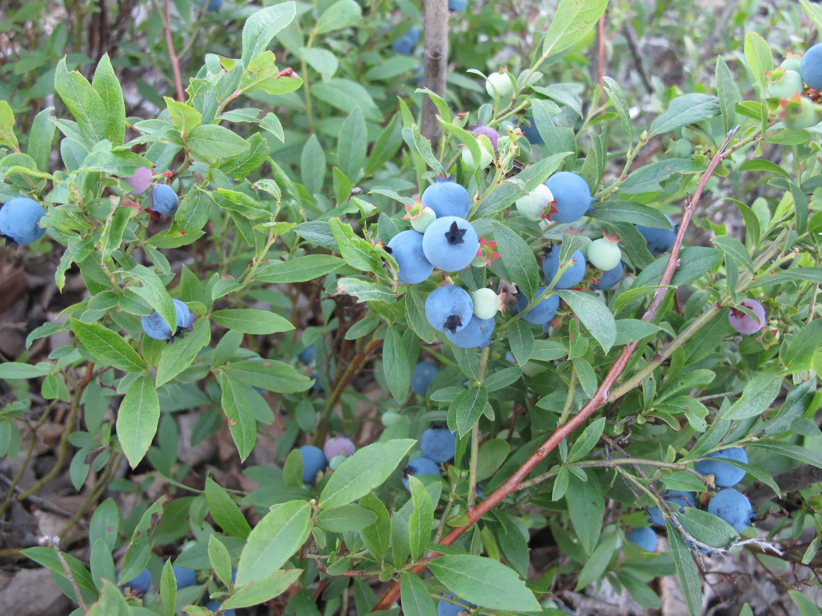 Lowbush Blueberry (Vaccinium Angustifolium) — featuring dainty white or pink-tinged spring flowers and vibrant red fall foliage