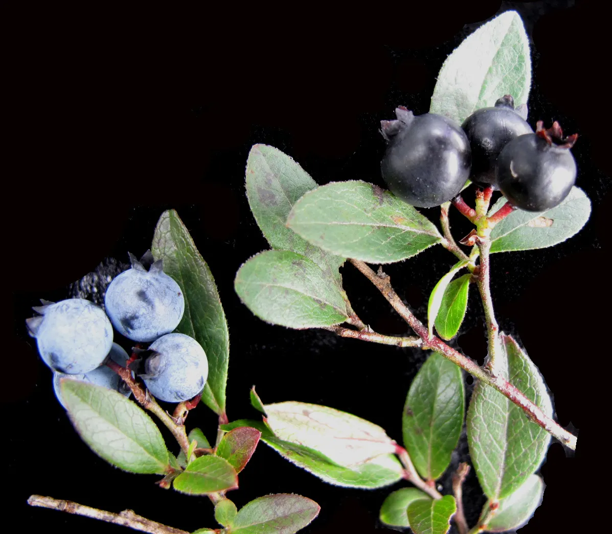 Lowbush Blueberry (Vaccinium Angustifolium) — Its manageable size and spreading nature make it an excellent choice for mass plantings; the plant's