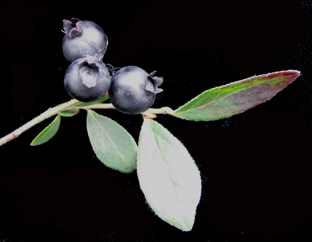 Lowbush Blueberry (Vaccinium Angustifolium) — creating a captivating display in any garden.<br><br>During the spring