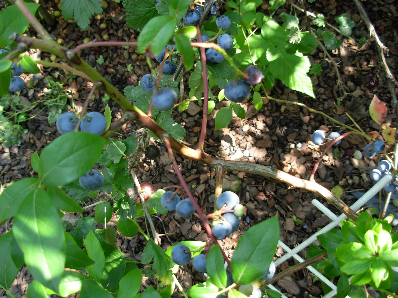 Lowbush Blueberry (Vaccinium Angustifolium) — with a similar spread of 12 to 36 inches