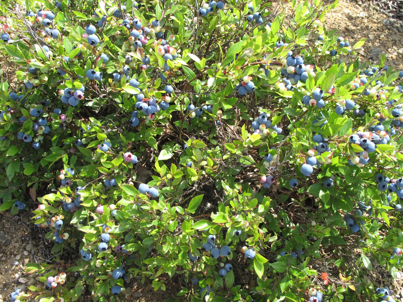 Lowbush Blueberry (Vaccinium Angustifolium) — white flowers in the garden
