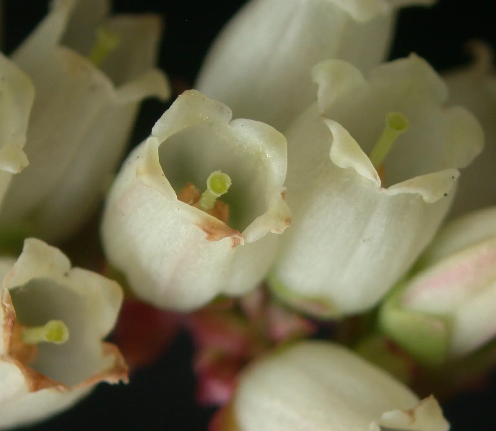 Lowbush Blueberry (Vaccinium Angustifolium) — offering a dual-purpose benefit of both aesthetic charm and practical yield.<br><br>As a landscape architect; the