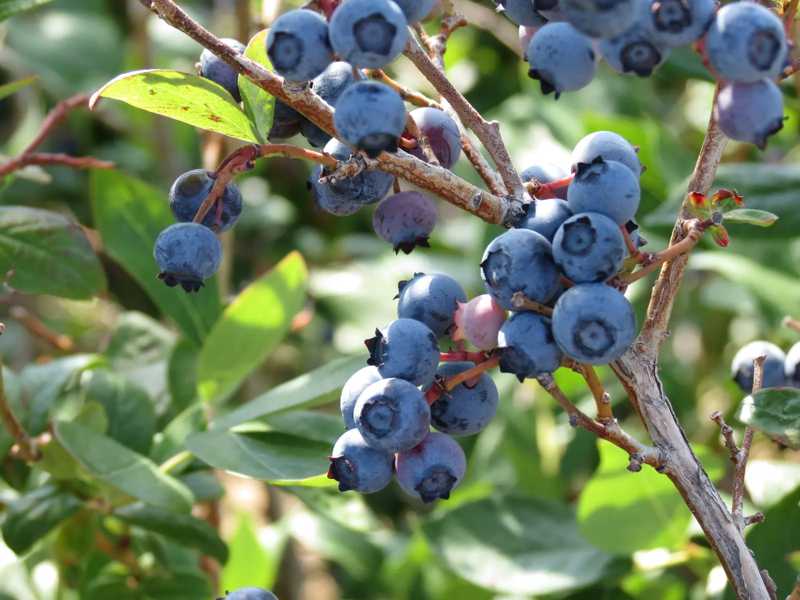 Lowbush Blueberry (Vaccinium Angustifolium) — exhibiting a preference for full to partial sun exposure and acidic; this species thrives in USDA hardiness zones