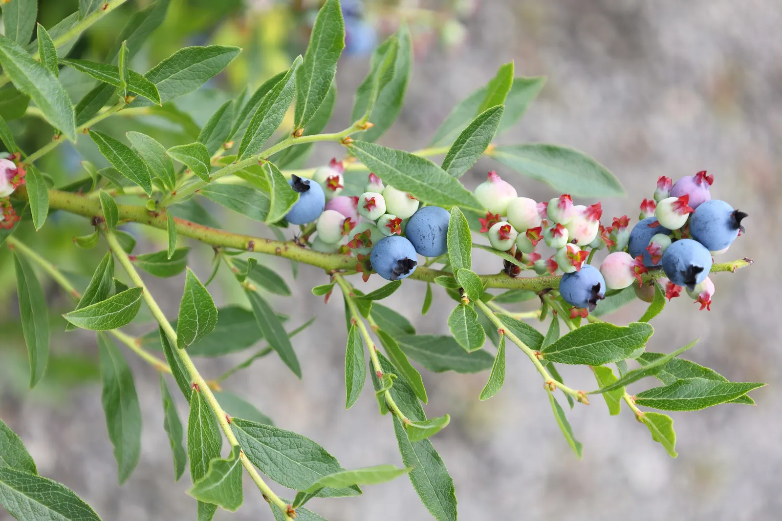 Lowbush Blueberry (Vaccinium Angustifolium) — white flowers in the garden; with a similar spread of 12 to 36 inches