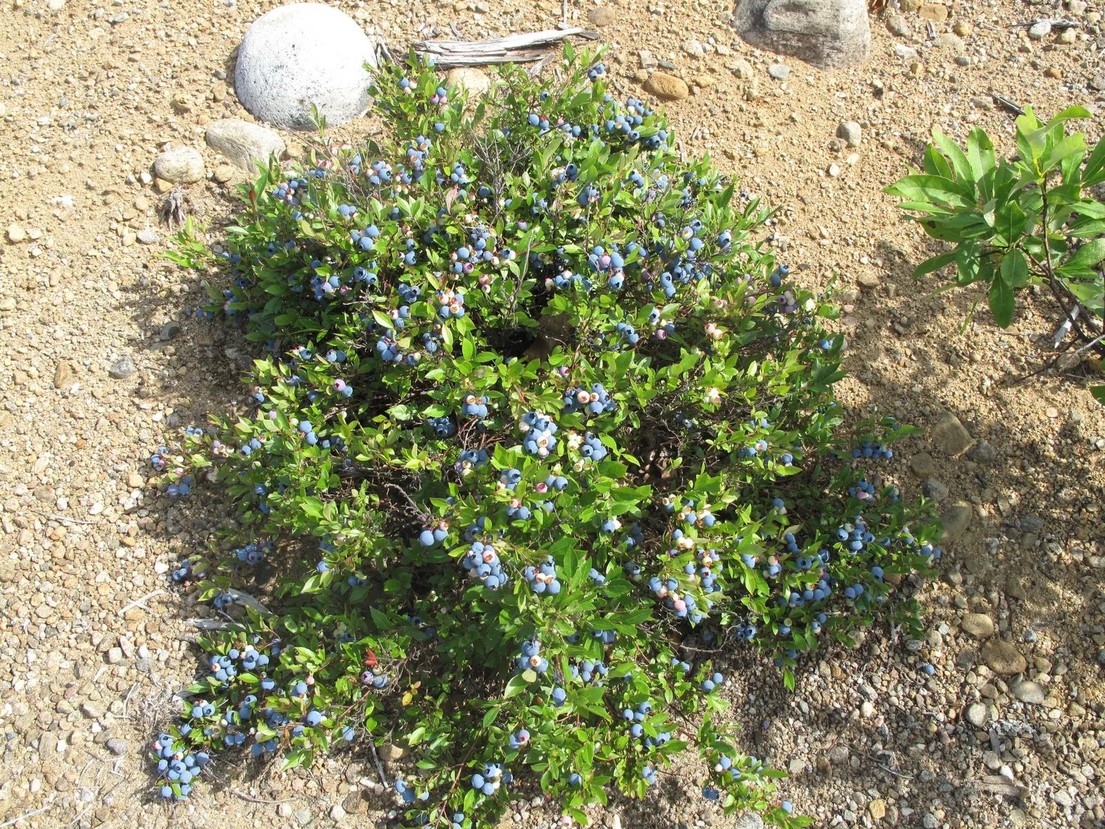 Lowbush Blueberry (Vaccinium Angustifolium) — These flowers eventually give way to a bountiful crop of sweet