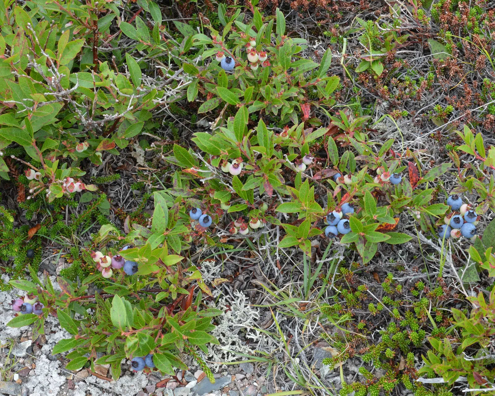 Lowbush Blueberry (Vaccinium Angustifolium) — glossy leaves that transform into a stunning array of reds and purples come fall; is a hardy and versatile