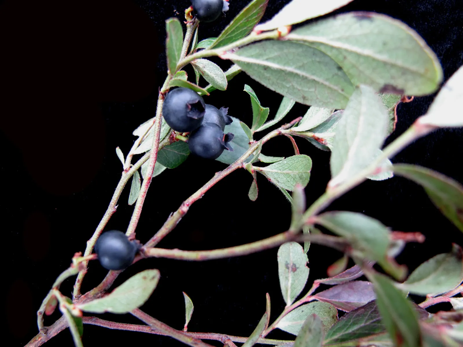 Lowbush Blueberry (Vaccinium Angustifolium) — The plant provides a habitat and food source for native birds and pollinators