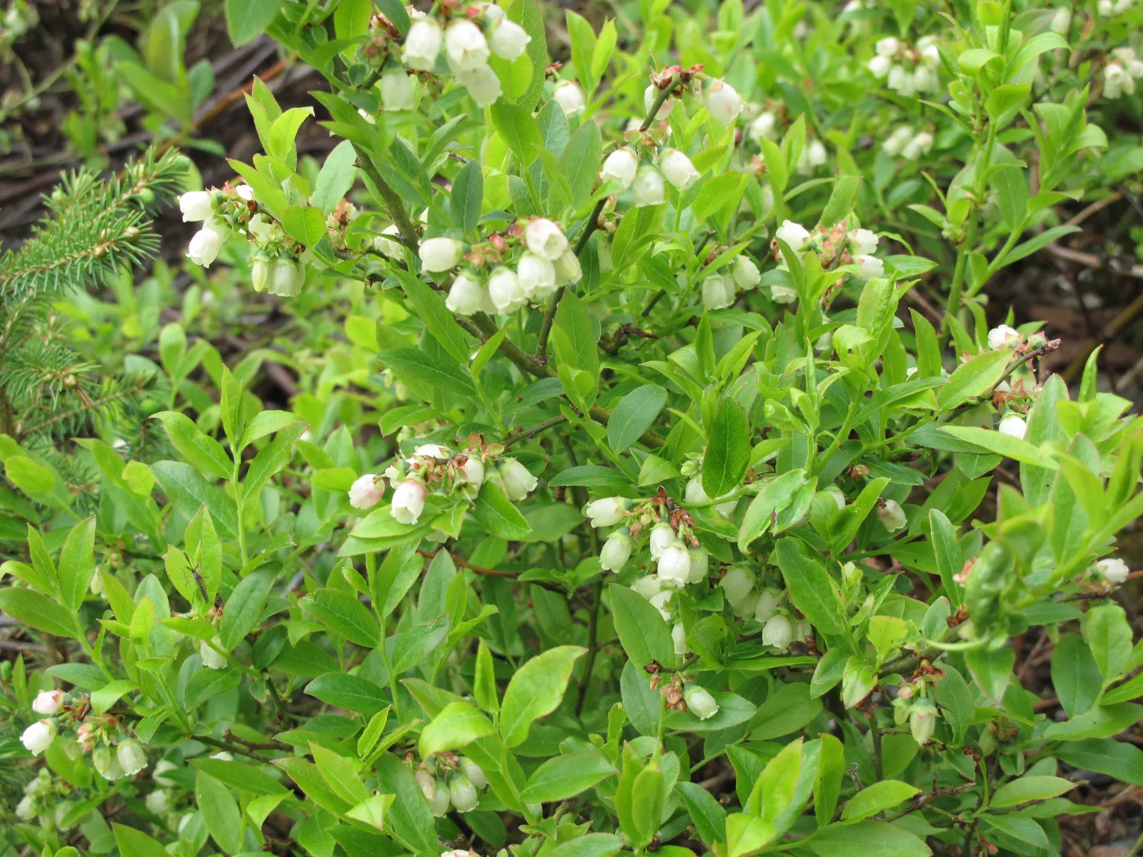 Lowbush Blueberry (Vaccinium Angustifolium) — featuring dainty white or pink-tinged spring flowers and vibrant red fall foliage; these flowers, image 61