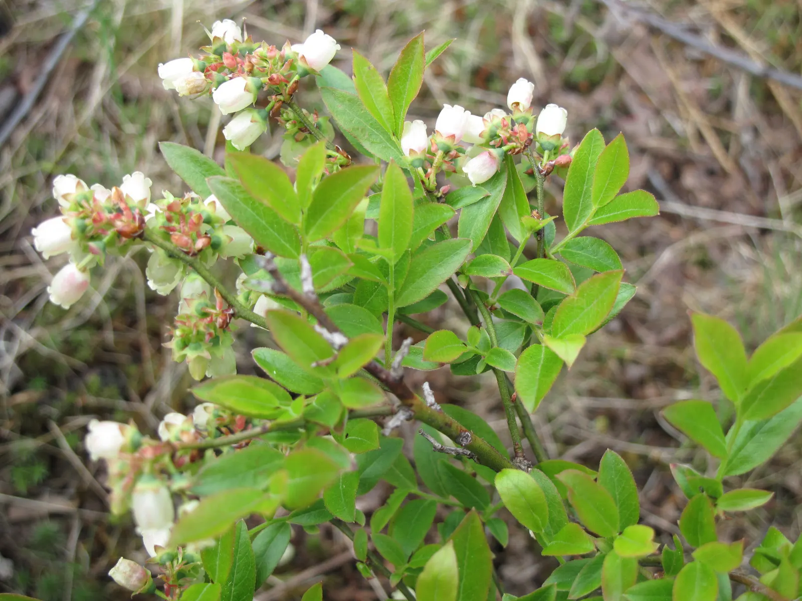 Lowbush Blueberry (Vaccinium Angustifolium) — it matures to 1-2 feet high and 2-4 feet wide; well-draining soils.<br><br>Mature specimens typically, image 60