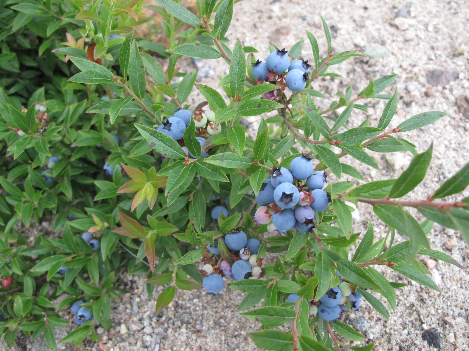 Lowbush Blueberry (Vaccinium Angustifolium) — featuring dainty white or pink-tinged spring flowers and vibrant red fall foliage; these flowers eventually give