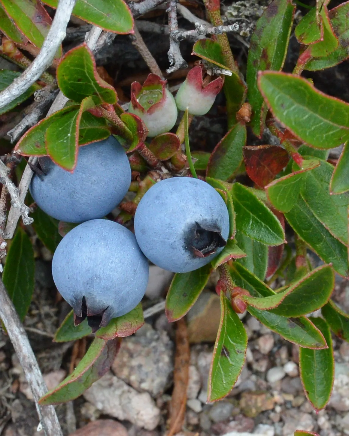 Lowbush Blueberry (Vaccinium Angustifolium) — well-draining soils.<br><br>Mature specimens typically reach heights of 6 to 24 inches