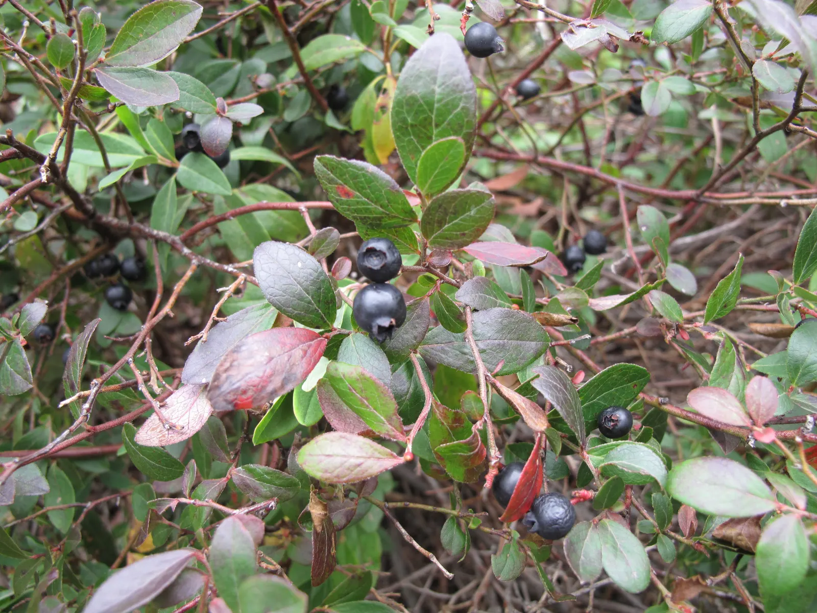 Lowbush Blueberry (Vaccinium Angustifolium) — scientifically named Vaccinium angustifolium; which achieve a subtle yet alluring contrast against the backdrop