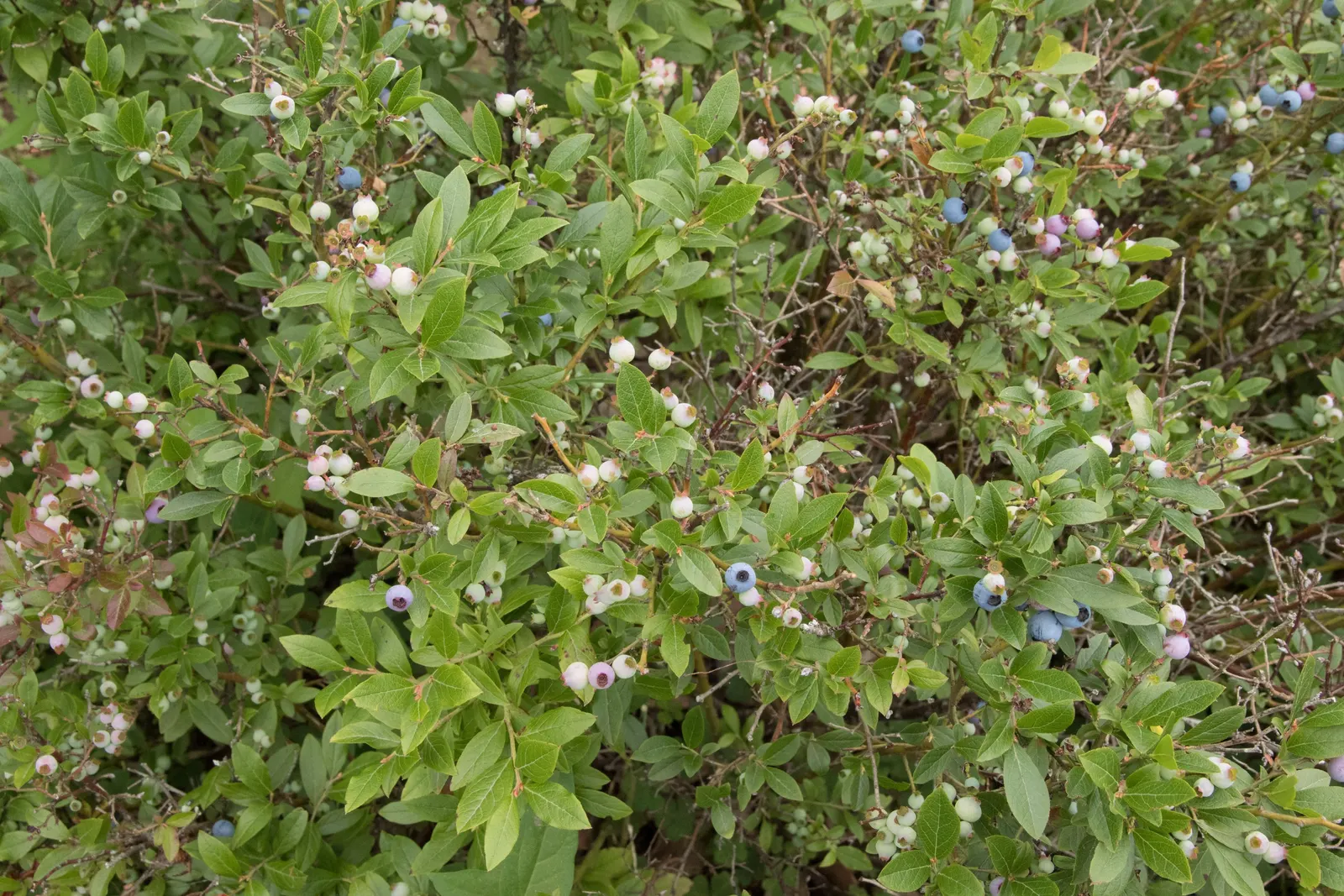 Lowbush Blueberry (Vaccinium Angustifolium) — and a harvestable crop for the delighted client; making it a delightful choice for native gardens or as an