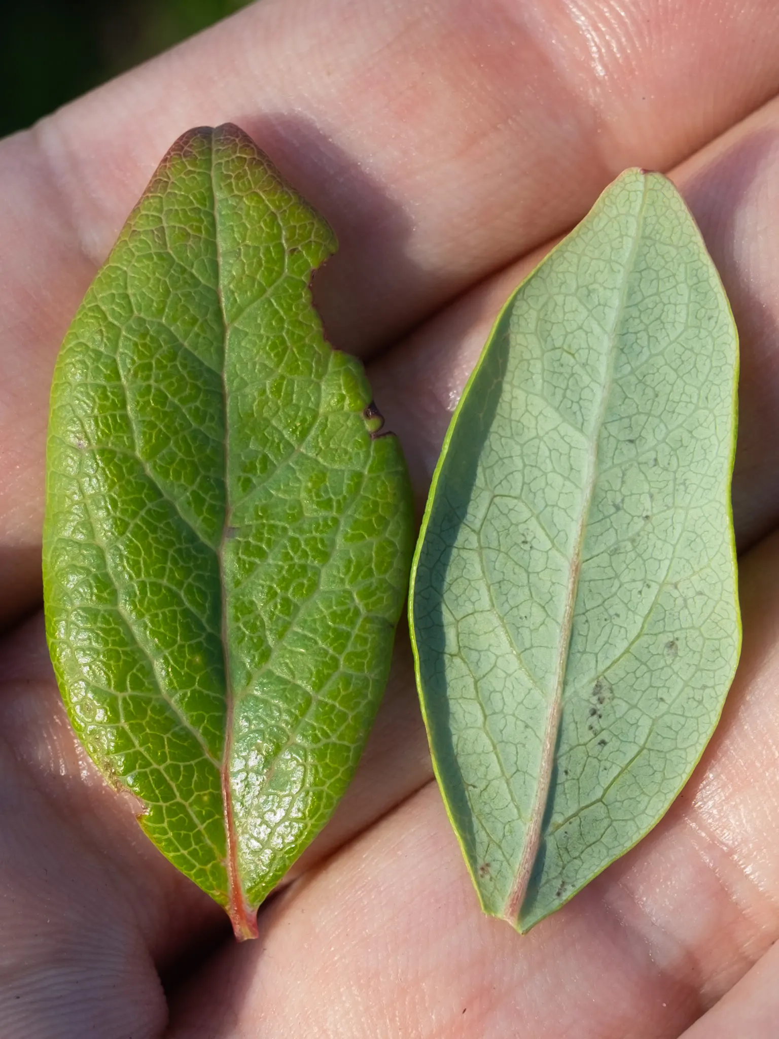 Lowbush Blueberry (Vaccinium Angustifolium) — making it a delightful choice for native gardens or as an underplanting