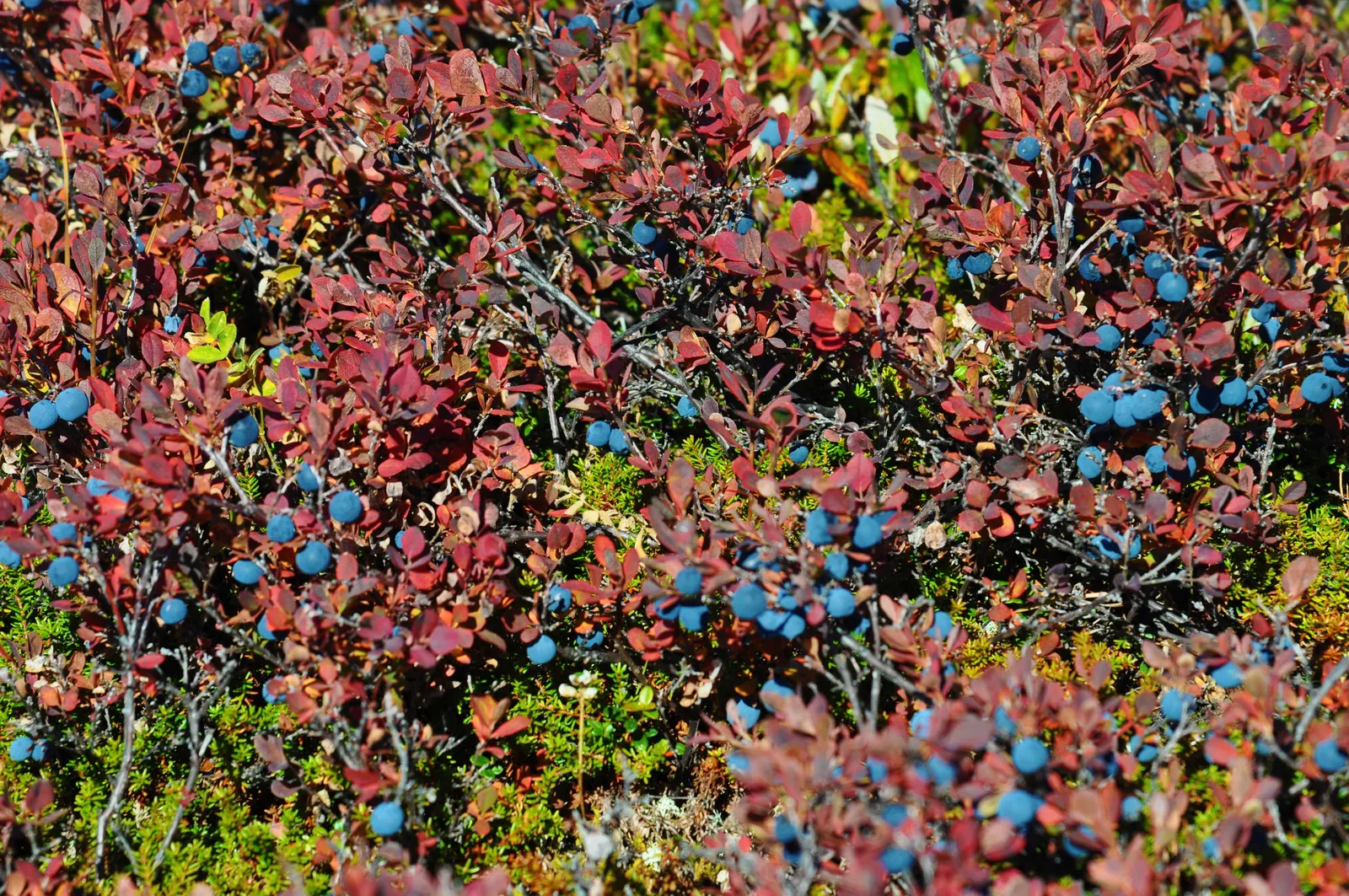 Lowbush Blueberry (Vaccinium Angustifolium) — with a similar spread of 12 to 36 inches; its manageable size and spreading nature make it an excellent choice