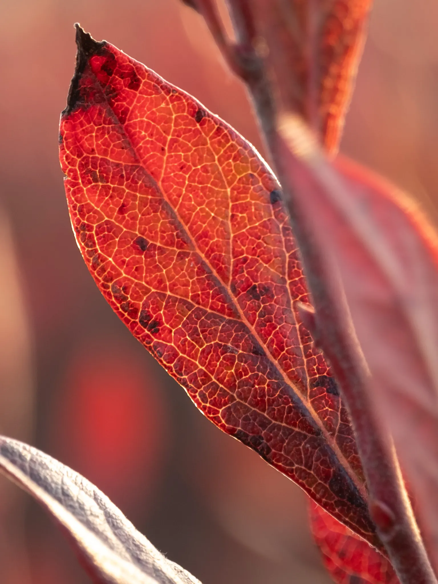Lowbush Blueberry (Vaccinium Angustifolium) — and even container gardening.<br><br>Given its numerous attributes