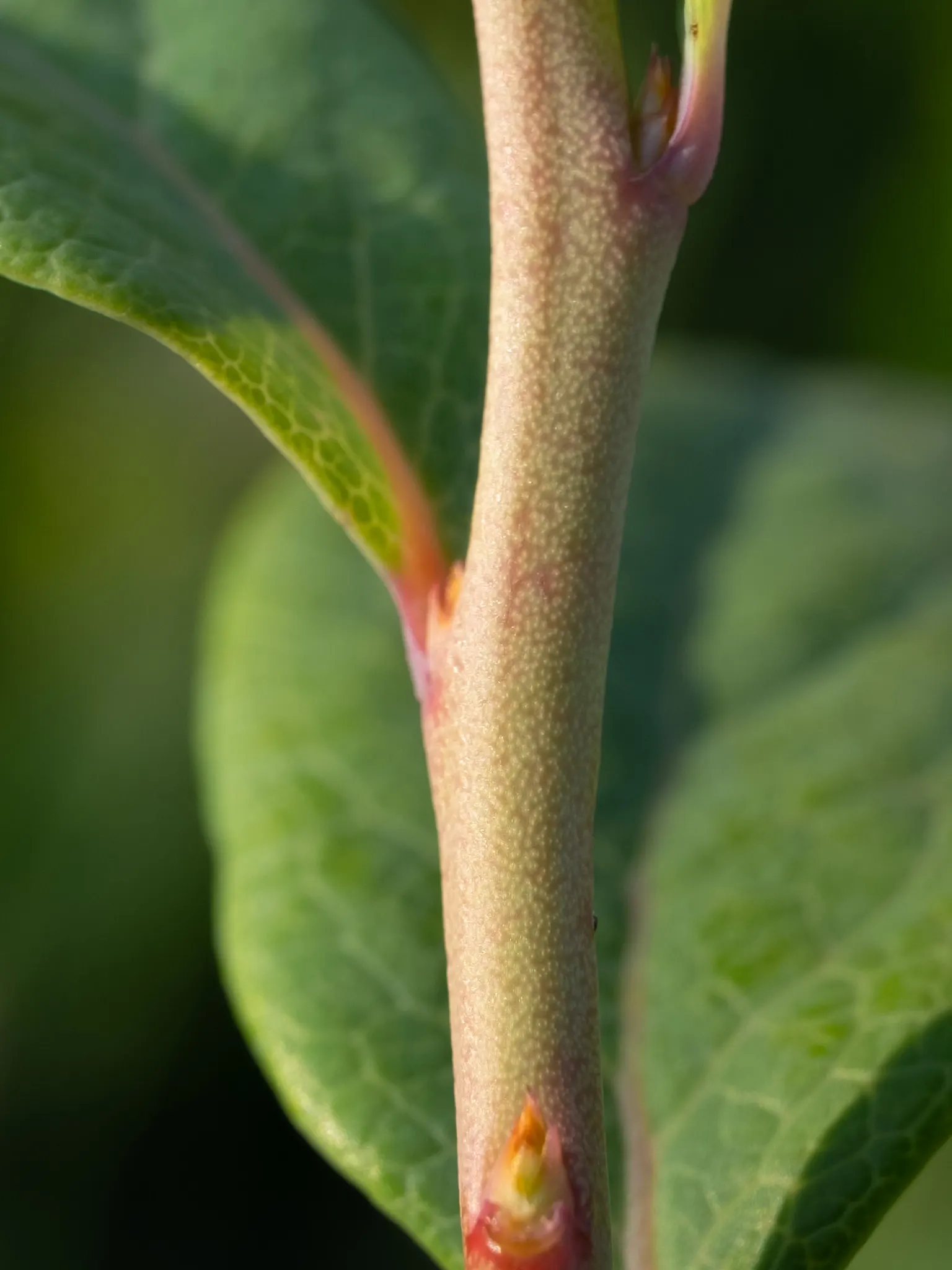 Lowbush Blueberry (Vaccinium Angustifolium) — The plant's fine-textured foliage adds to its visual appeal; the Lowbush Blueberry, Vaccinium angustifolium