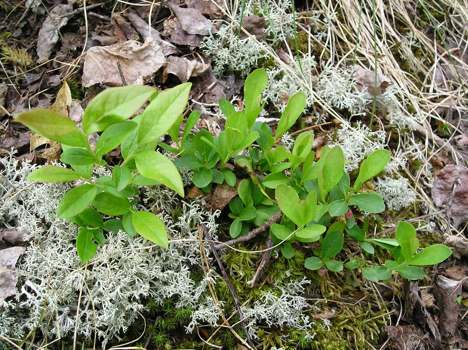 Lowbush Blueberry (Vaccinium Angustifolium) — shrub with white blooms