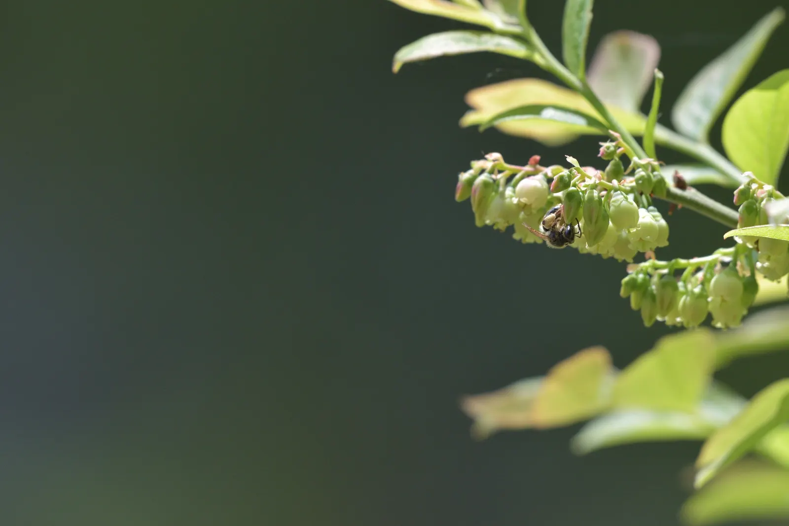 Lowbush Blueberry (Vaccinium Angustifolium) — edible berries attract wildlife; vaccinium angustifolium is a robust addition that will provide visual interest