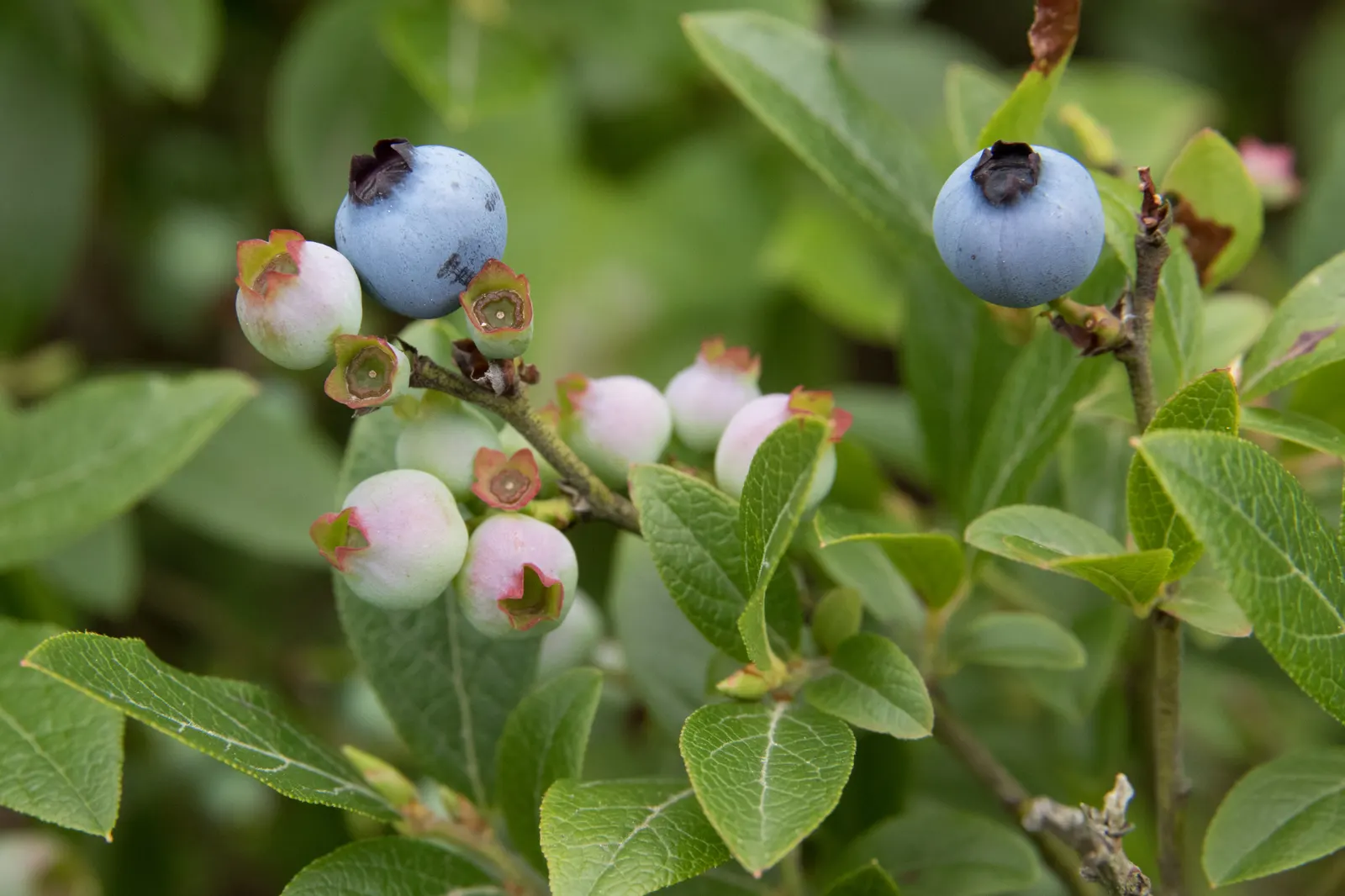 Lowbush Blueberry (Vaccinium Angustifolium) — making it a delightful choice for native gardens or as an underplanting; featuring dainty white or, image 63