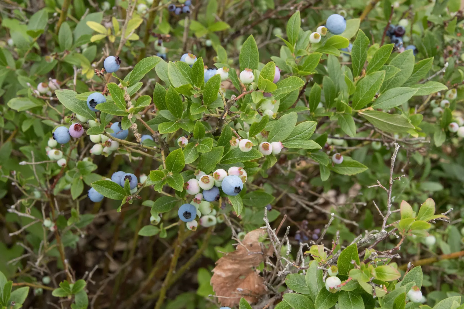 Lowbush Blueberry (Vaccinium Angustifolium) — bell-shaped flowers in hues of white and pale pink; promoting biodiversity in the garden