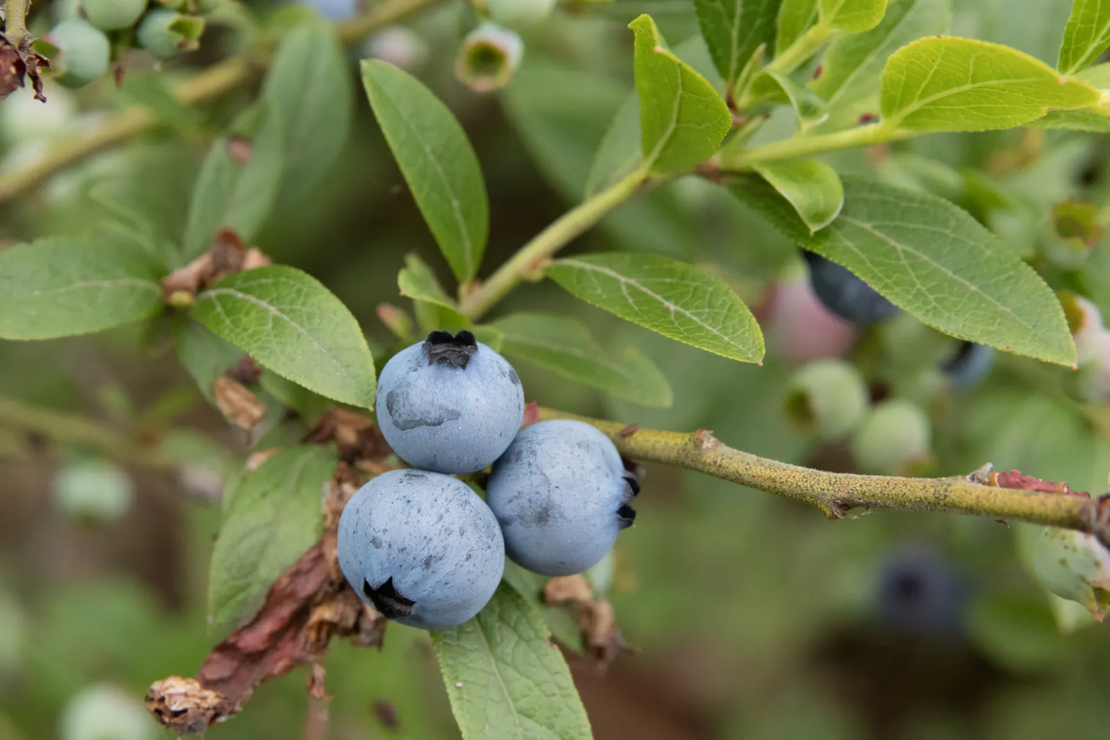 Lowbush Blueberry (Vaccinium Angustifolium) — promoting biodiversity in the garden; full sun to partial shade ensures a bountiful harvest